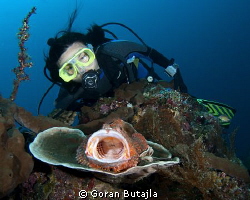 this scorpionfish from tulamben doesnt mind posing for ph... by Goran Butajla 